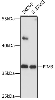 Anti-PIM3 Antibody