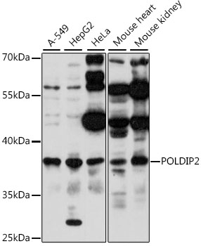 Anti-POLDIP2 Antibody