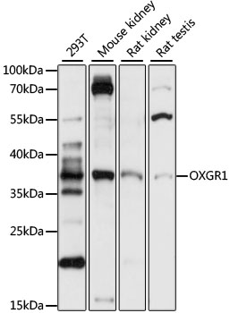 Anti-OXGR1 / GPR99 Antibody