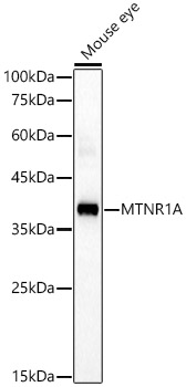 Anti-Melatonin Receptor 1A / MTNR1A Antibody