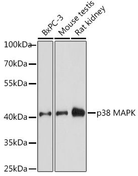 Anti-p38 alpha / MAPK14 Antibody