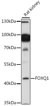 Anti-FOXQ1 Antibody