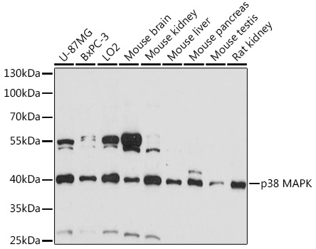 Anti-p38 alpha / MAPK14 Antibody