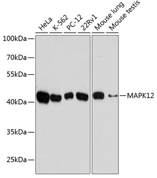 Anti-p38 gamma / MAPK12 Antibody