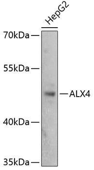 Anti-ALX4 Antibody