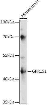 Anti-GPR151 Antibody