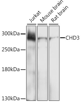 Anti-CHD3 Antibody