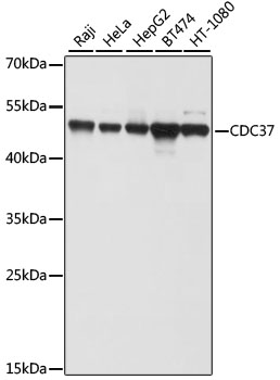 Anti-Cdc37 Antibody