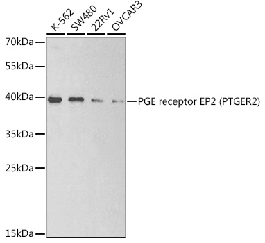 Anti-Prostaglandin E Receptor EP2 / PTGER2 Antibody
