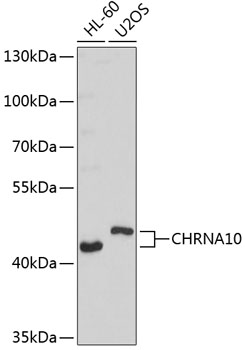 Anti-CHRNA10 Antibody