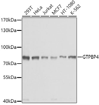 Anti-GTPBP4 / NOG1 Antibody