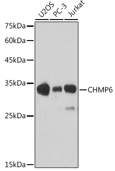Anti-CHMP6 / VPS20 Antibody