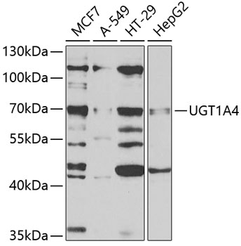 Anti-UGT1A4 Antibody