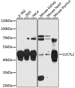 Anti-LUC7L2 Antibody