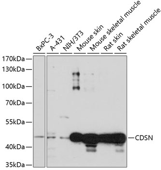 Anti-Corneodesmosin / S protein Antibody