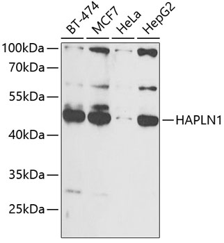 Anti-HAPLN1 Antibody