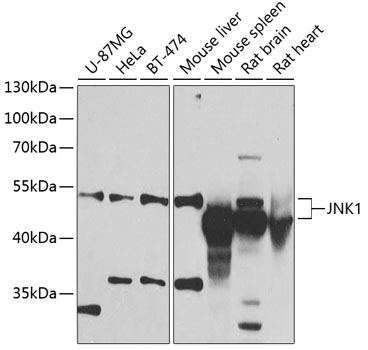 Anti-JNK1 Antibody