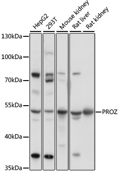 Anti-Protein Z Antibody