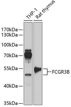 Anti-CD16b Antibody