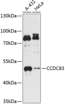 Anti-CCDC83 Antibody