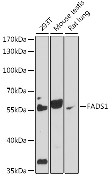 Anti-FADS1 Antibody