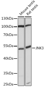 Anti-JNK3 Antibody