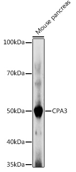 Anti-CPA3 Antibody