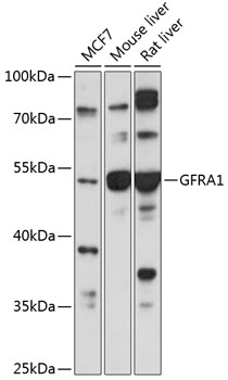 Anti-GDNF Receptor alpha 1 / GFRA1 Antibody