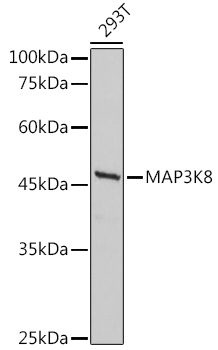 Anti-MAP3K8 / COT Antibody