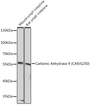 Anti-Carbonic Anhydrase 9 / CA9 Antibody