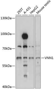 Anti-VNN1 / Vanin-1 Antibody