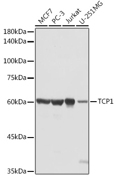 Anti-TCP1 alpha / CCTA Antibody