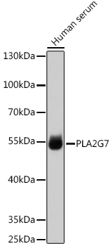 Anti-PLA2G7 Antibody