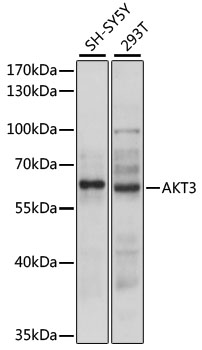 Anti-AKT3 Antibody