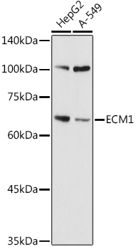 Anti-Extracellular matrix protein 1 Antibody