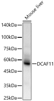 Anti-DCAF11 Antibody