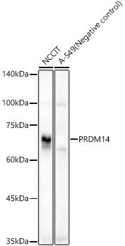 Anti-PRDM14 Antibody