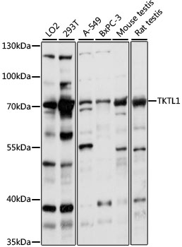 Anti-TKTL1 / TKR Antibody