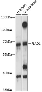 Anti-FLAD1 Antibody