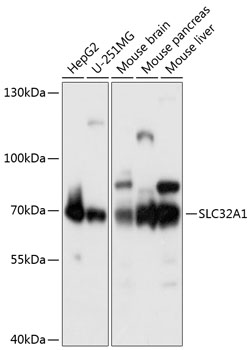 Anti-SLC32A1 / VGAT Antibody