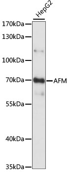 Anti-AFM Antibody