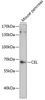 Anti-CEL Antibody