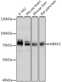 Anti-MEKK3 Antibody