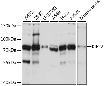 Anti-KIF22 Antibody
