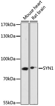 Anti-Synapsin I Antibody