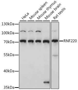 Anti-RNF220 Antibody
