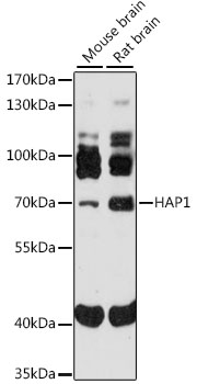 Anti-Huntingtin Associated Protein 1 Antibody