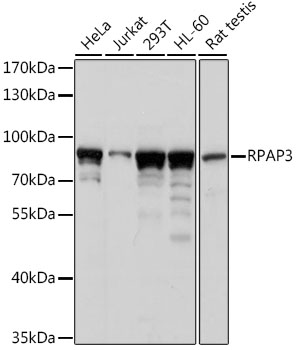 Anti-Hypothetical Protein FLJ21908 / RPAP3 Antibody