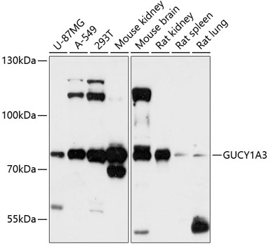 Anti-Guanylyl Cyclase alpha 1 / GUCY1A3 Antibody