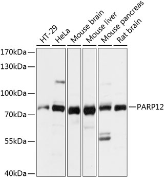 Anti-PARP12 Antibody